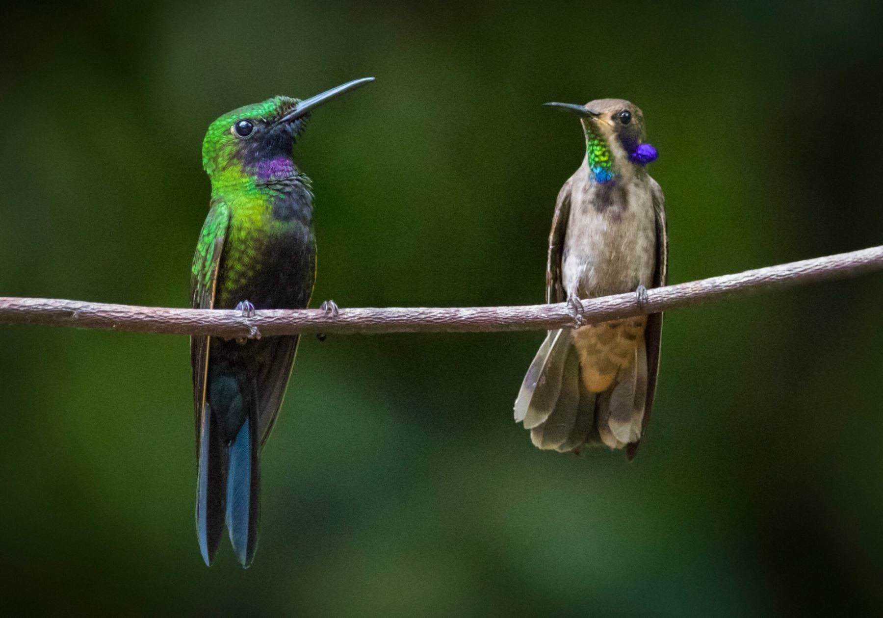 Vogelarten Peru