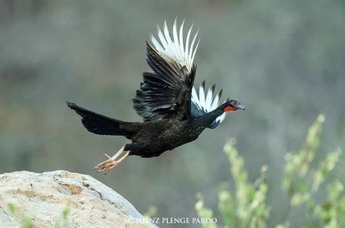 Vogelarten Peru