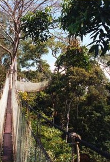 Canopy-Walkway, Hängebrücke in den Baumwipfeln