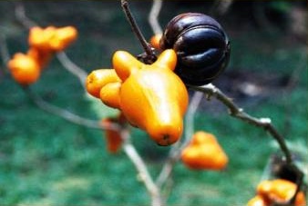 Früchte im ethnobotanischen Garten