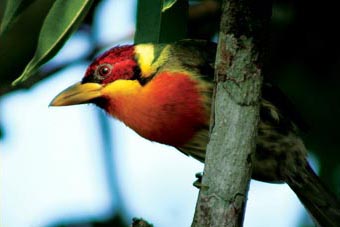 Vogel in Inkaterra Reserva Amazónica