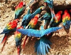 Papageienlecke